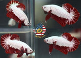 HMPK Red Dragon - Betta USA Aquatic