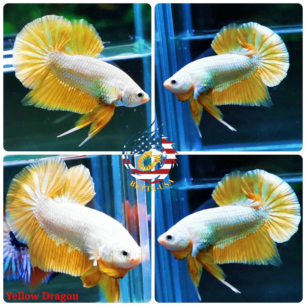 HMPK Yellow Dragon - Betta USA Aquatic