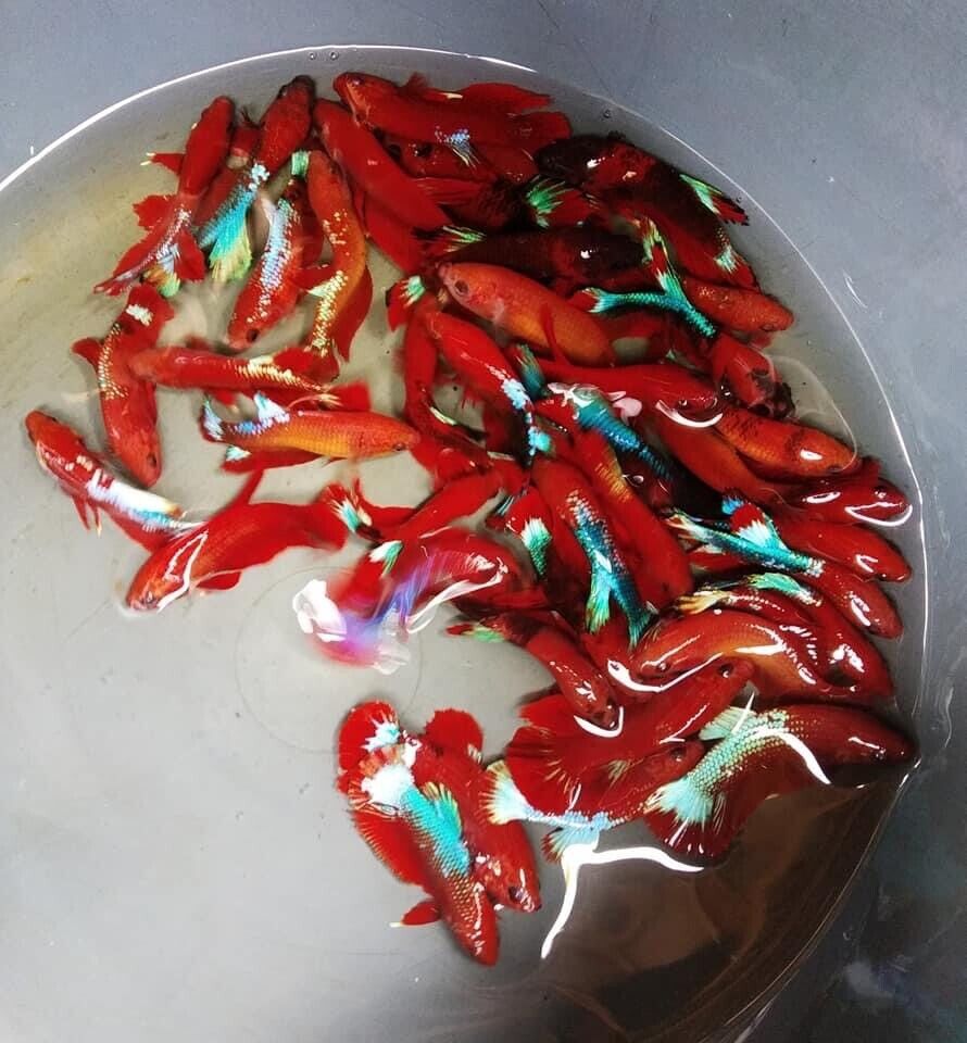 Red Hellboy - Female Betta for Sorority Tank or Breeding - Betta USA Aquatic