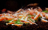 Golden Bee - Freshwater Caridina Aquarium Shrimp. Live Guarantee - Betta USA Aquatic
