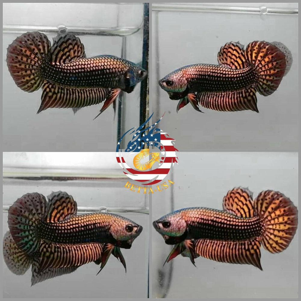 Alien Copper Betta - Betta USA Aquatic