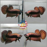 Alien Copper Betta - Betta USA Aquatic