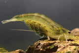 Amano Algae Eater - Freshwater Neocaridina Aquarium Shrimp. Live Guarantee - Betta USA Aquatic