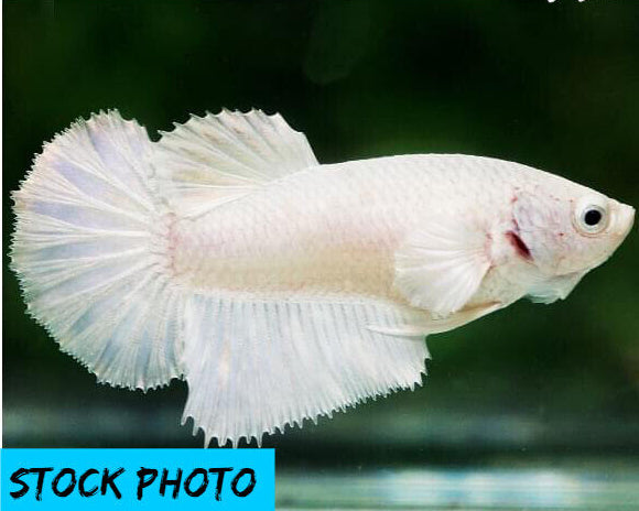White Dumbo - Female Betta for Sorority Tank or Breeding - Betta USA Aquatic