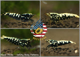 Black Pinto & Galaxy- Freshwater Caridina Aquarium Shrimp. Live Guarantee - Betta USA Aquatic