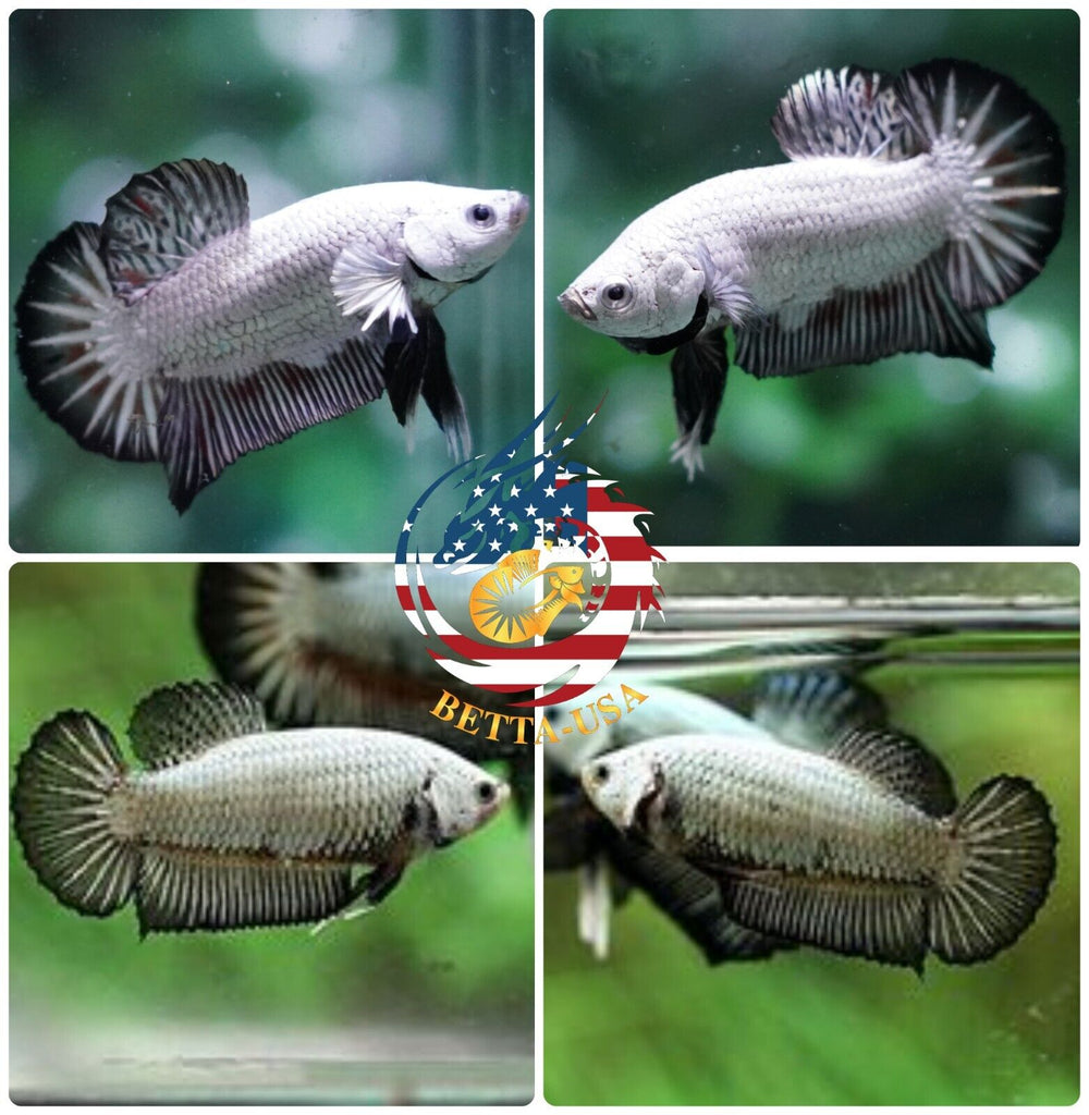 Breeding Pair - HMPK Black Dragon - Betta USA Aquatic