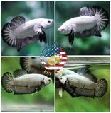 Breeding Pair - HMPK Black Dragon - Betta USA Aquatic