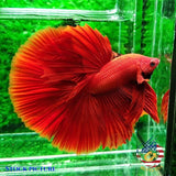 Super Red Chili - Betta USA Aquatic