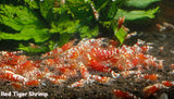 Red Tiger - Freshwater Caridina Aquarium Shrimp. Live Guarantee - Betta USA Aquatic