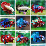 Live Betta Fish High Quality Halfmoon Plakat - WHOLESALE PRICE FOR LIMIT TIME - Betta USA Aquatic