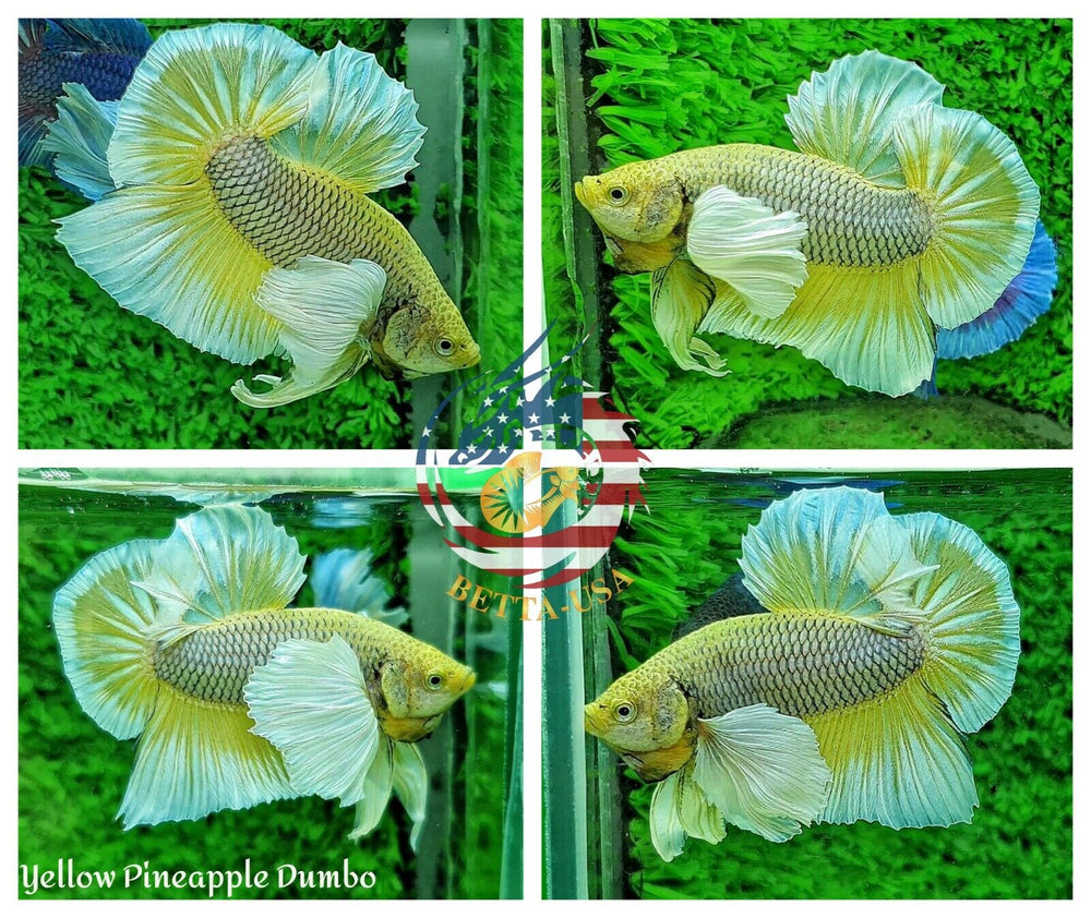 HMPK Yellow Pineapple Dumbo - Betta USA Aquatic
