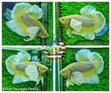 HMPK Yellow Pineapple Dumbo - Betta USA Aquatic