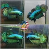 Alien Green Betta - Betta USA Aquatic