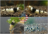 Crystal Black Shrimp CBS - Freshwater Caridina Aquarium Shrimp. Live Guarantee - Betta USA Aquatic