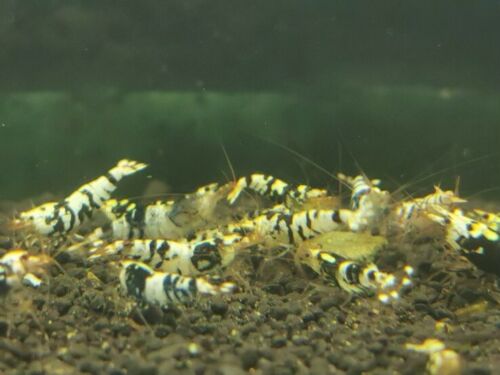 Black Tiger -  Freshwater Caridina Aquarium Shrimp. Live Guarantee