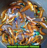 Yellow Hellboy - Female Betta for Sorority Tank or Breeding - Betta USA Aquatic