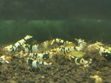 Black Tiger - Freshwater Caridina Aquarium Shrimp. Live Guarantee - Betta USA Aquatic