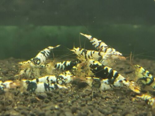 Black Tiger -  Freshwater Caridina Aquarium Shrimp. Live Guarantee