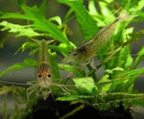 Amano Algae Eater - Freshwater Neocaridina Aquarium Shrimp. Live Guarantee - Betta USA Aquatic