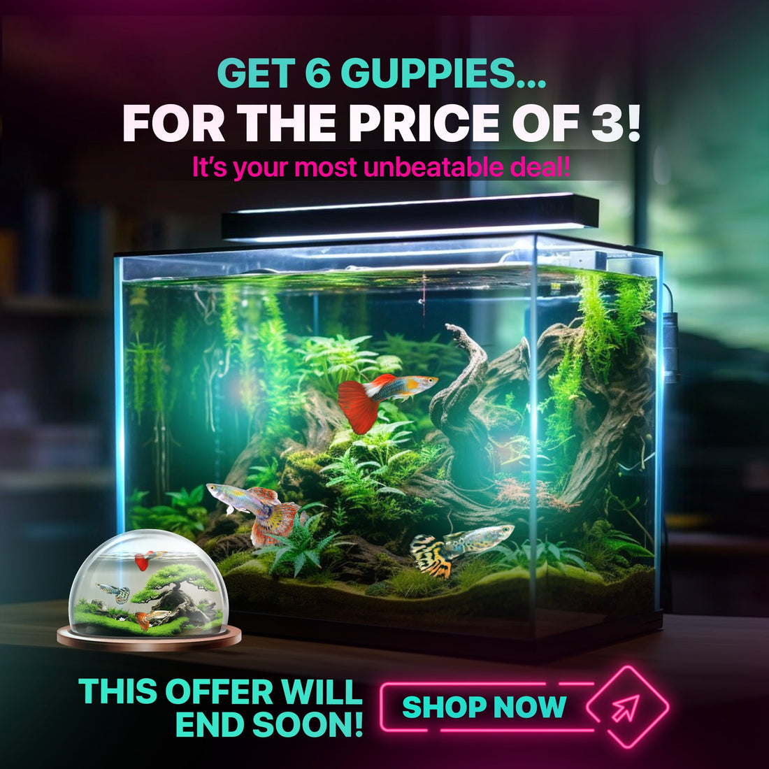 The Beauty of Betta Fish: Why They’re Called the “Jewel of the Aquarium”