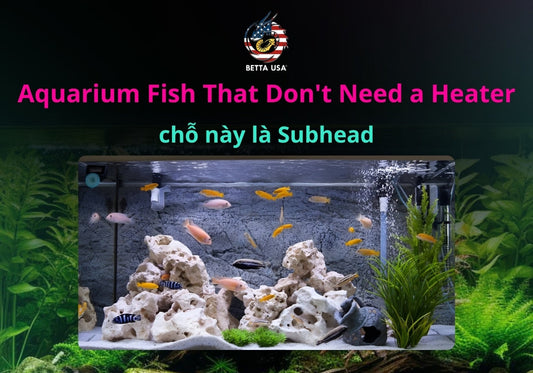Aquarium Fish That Don't Need a Heater: Coldwater Guide