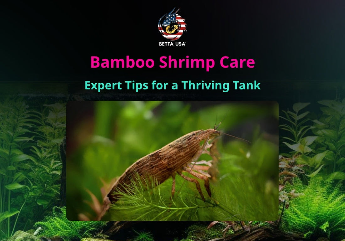 Bamboo Shrimp Care: Expert Tips for a Thriving Tank