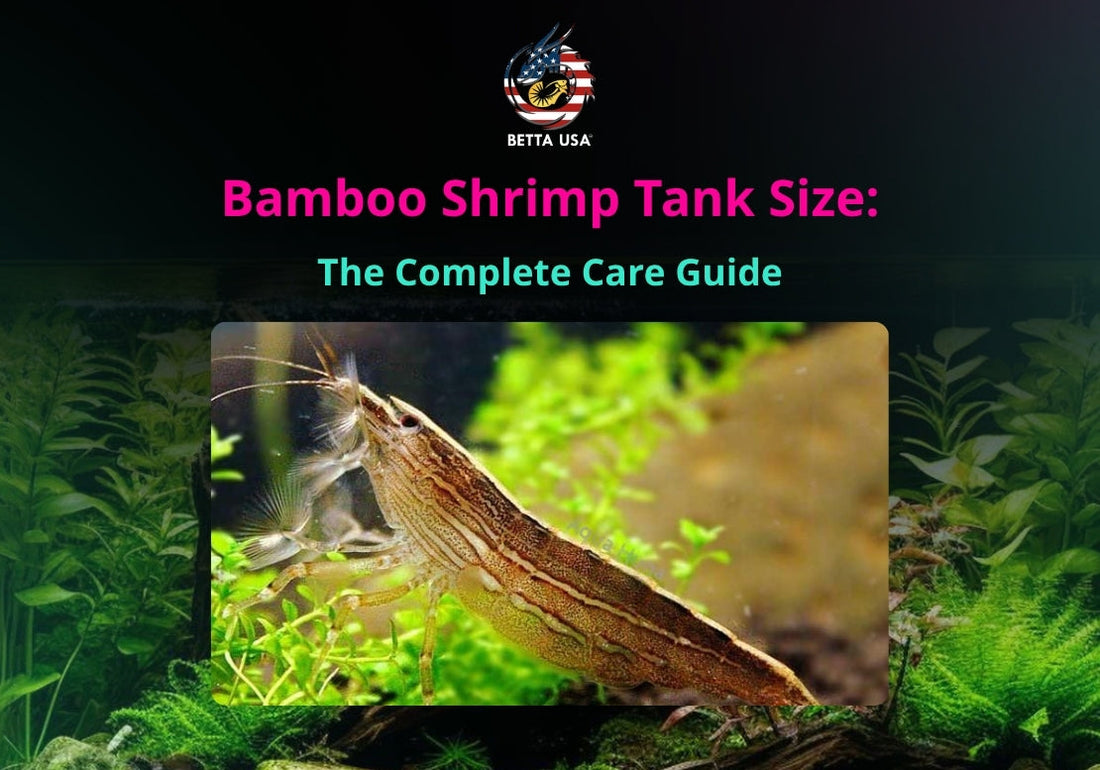 Bamboo Shrimp Tank Size: The Complete Care Guide