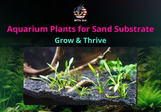 Best Aquarium Plants for Sand Substrate: Grow & Thrive