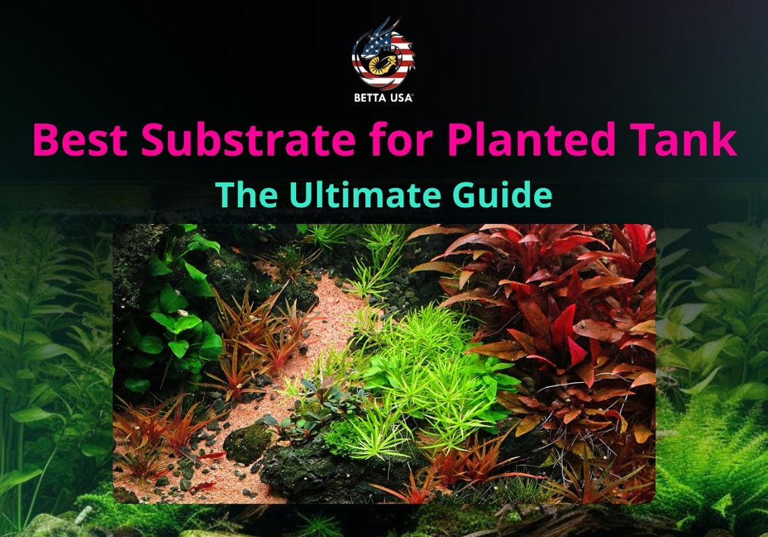 Best Substrate for Planted Tank: The Ultimate Guide – Betta USA Aquatic
