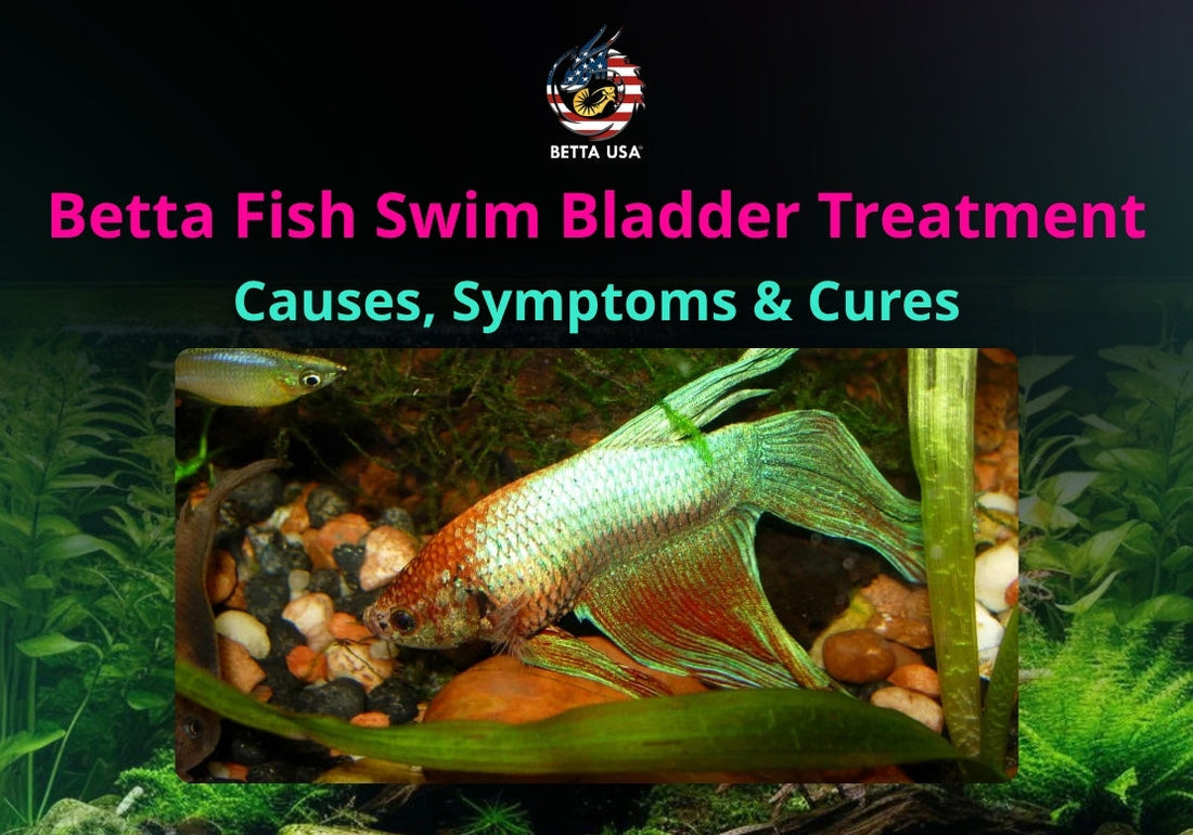 Betta Fish Swim Bladder Treatment: Causes, Symptoms & Cures