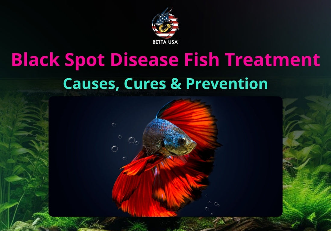 Black Spot Disease Fish Treatment: Causes, Cures & Prevention