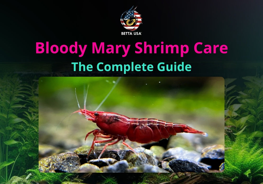 Bloody Mary Shrimp Care: The Complete Guide