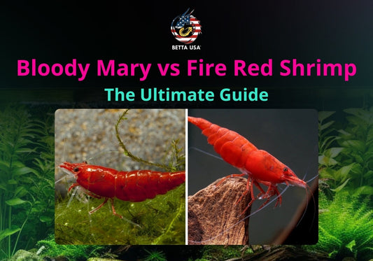 Bloody Mary vs Fire Red Shrimp: The Ultimate Guide