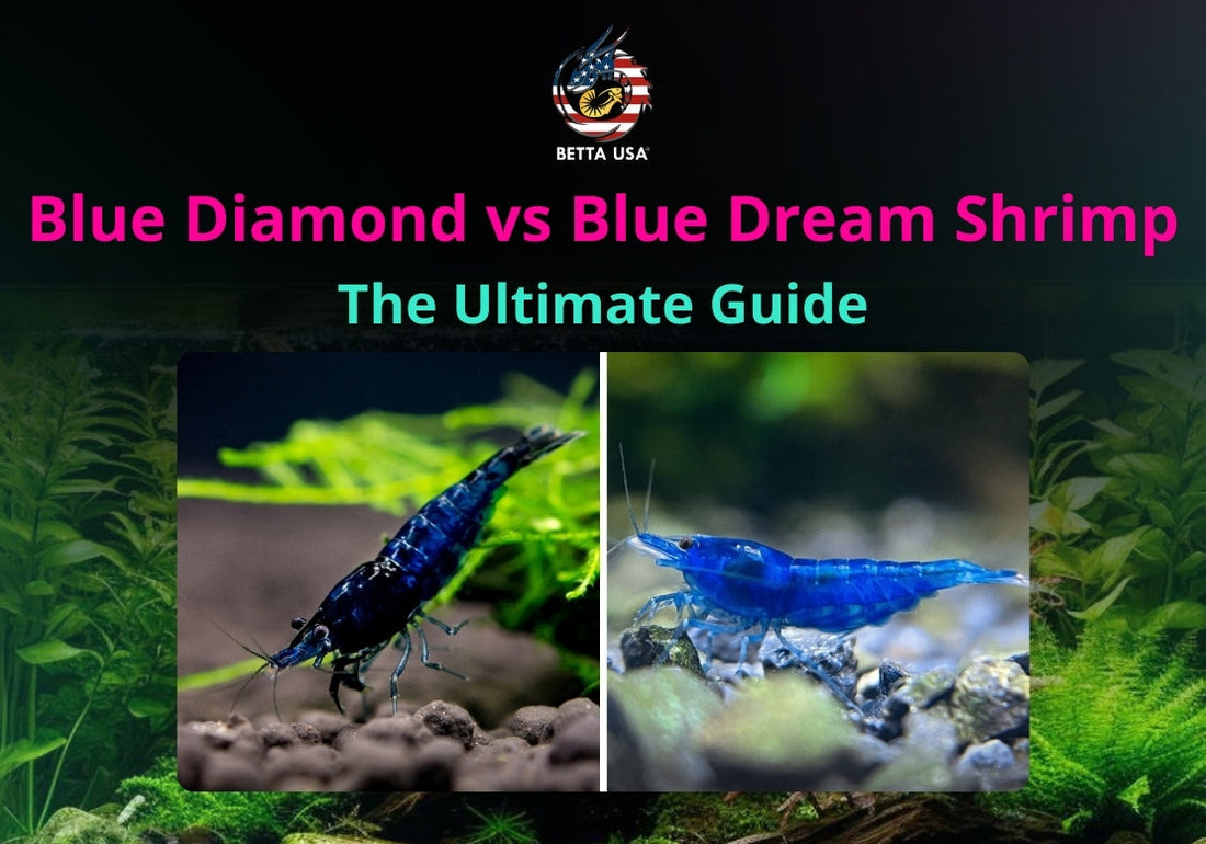 Blue Diamond vs Blue Dream Shrimp: The Ultimate Guide