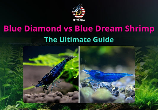 Blue Diamond vs Blue Dream Shrimp: The Ultimate Guide