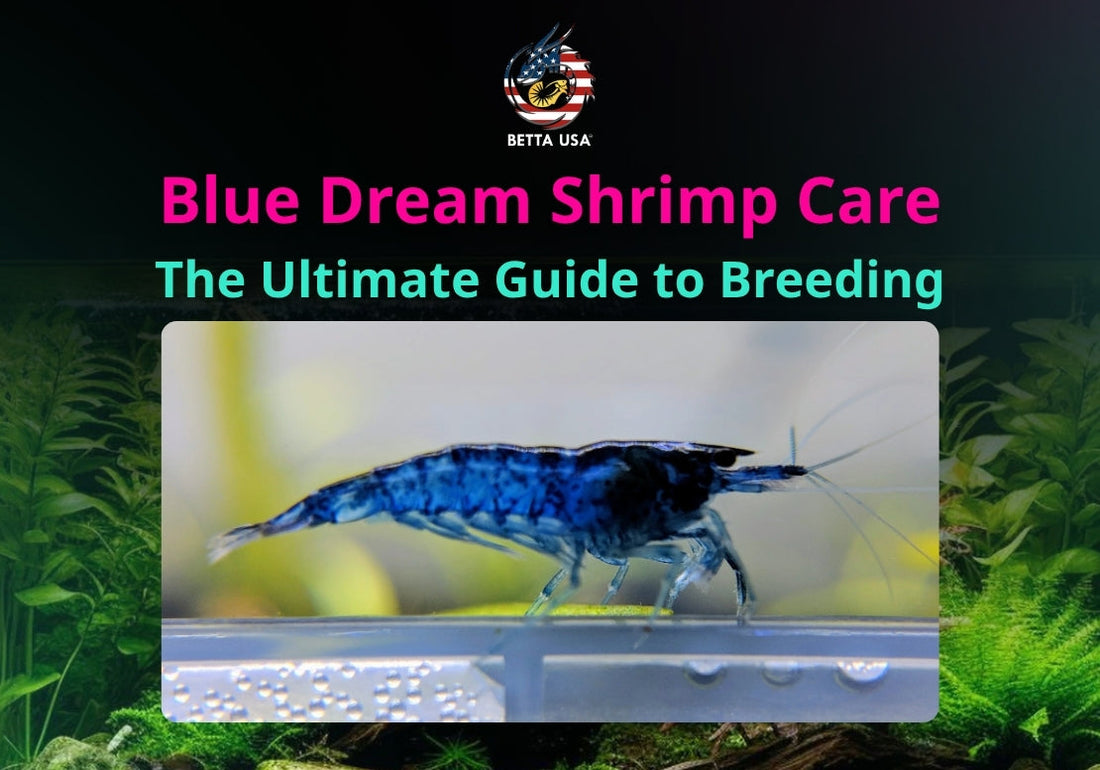 Blue Dream Shrimp Care: The Ultimate Guide to Breeding