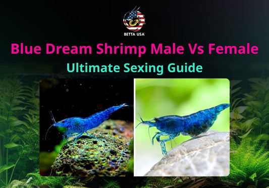 Blue Dream Shrimp Male Vs Female: Ultimate Sexing Guide