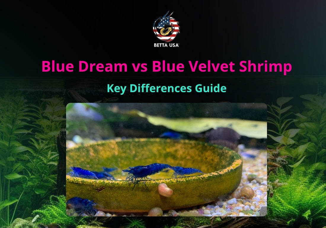 Blue Dream vs Blue Velvet Shrimp: Key Differences Guide
