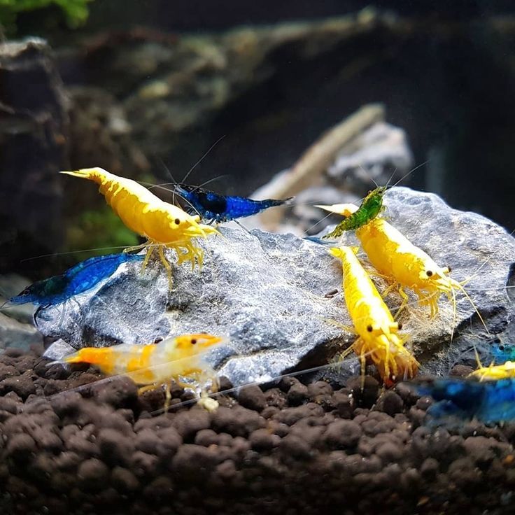 Why Live Plants Make Your Aquarium Healthier