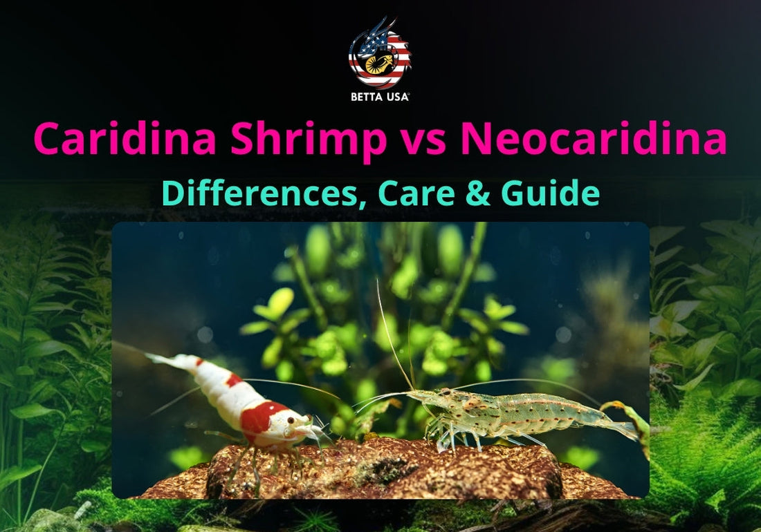 Caridina Shrimp vs Neocaridina: Differences, Care & Guide