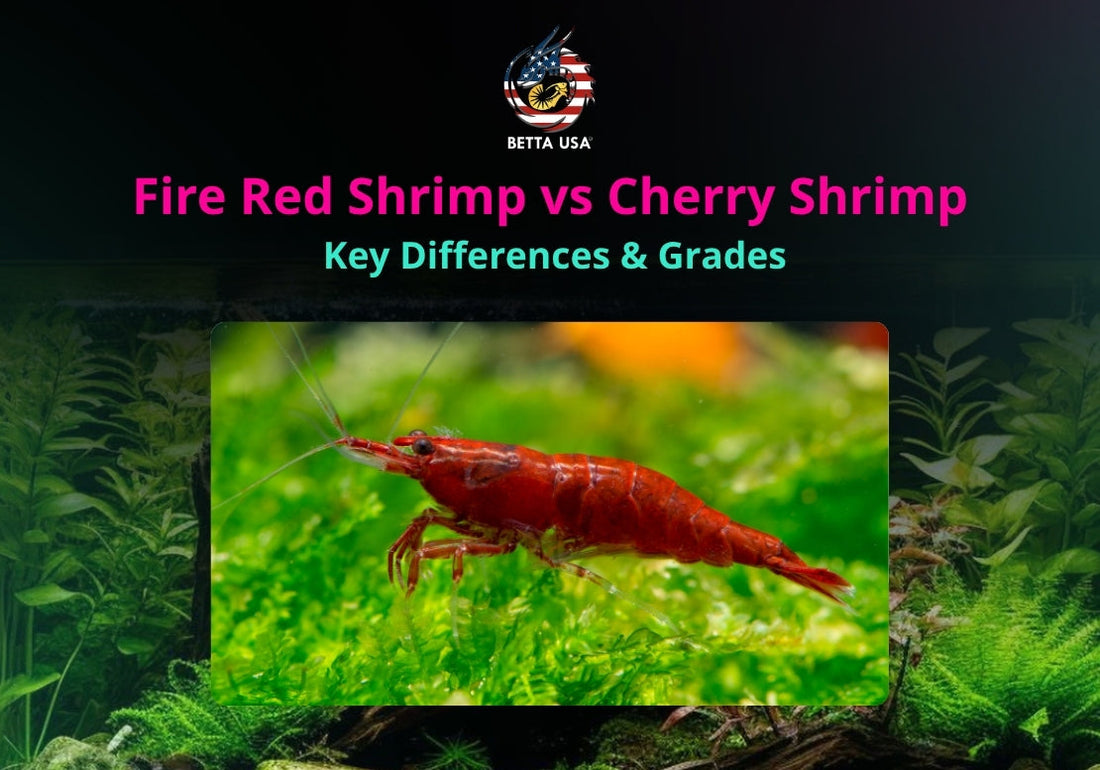 Fire Red Shrimp vs Cherry Shrimp: Key Differences & Grades