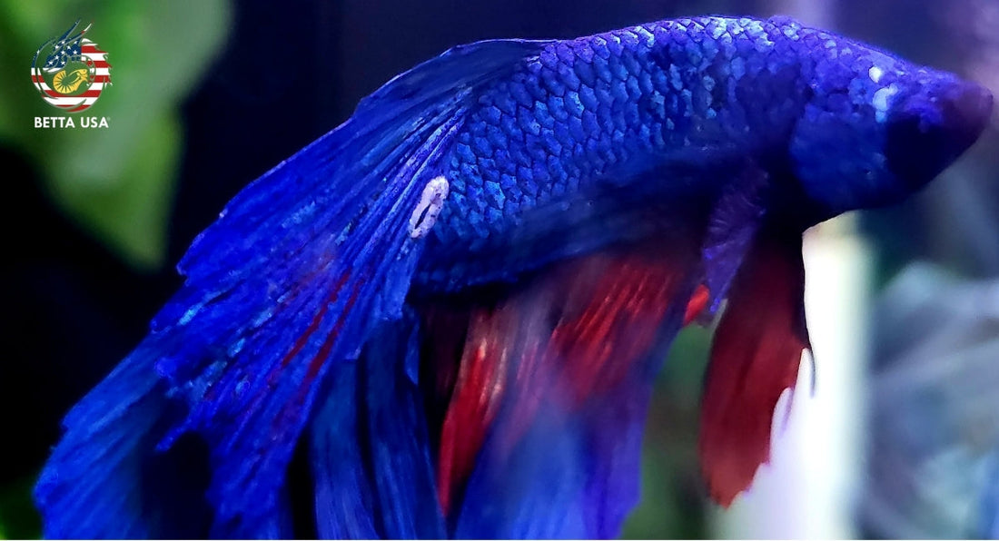 Fish Bacterial Infection Treatment: Steps to Save Fish