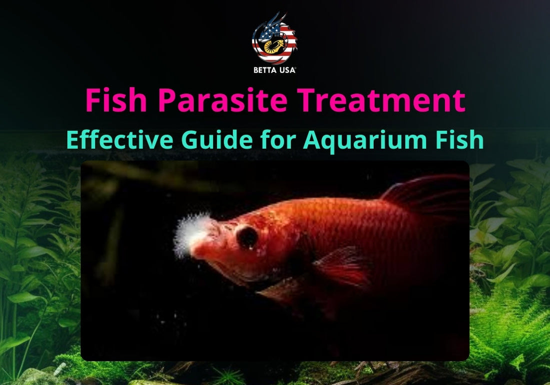 Fish Parasite Treatment: Effective Guide for Aquarium Fish – Betta USA ...