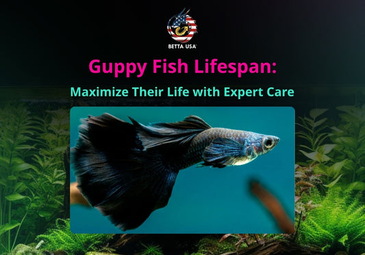 Guppy Fish Lifespan: Maximize Their Life with Expert Care
