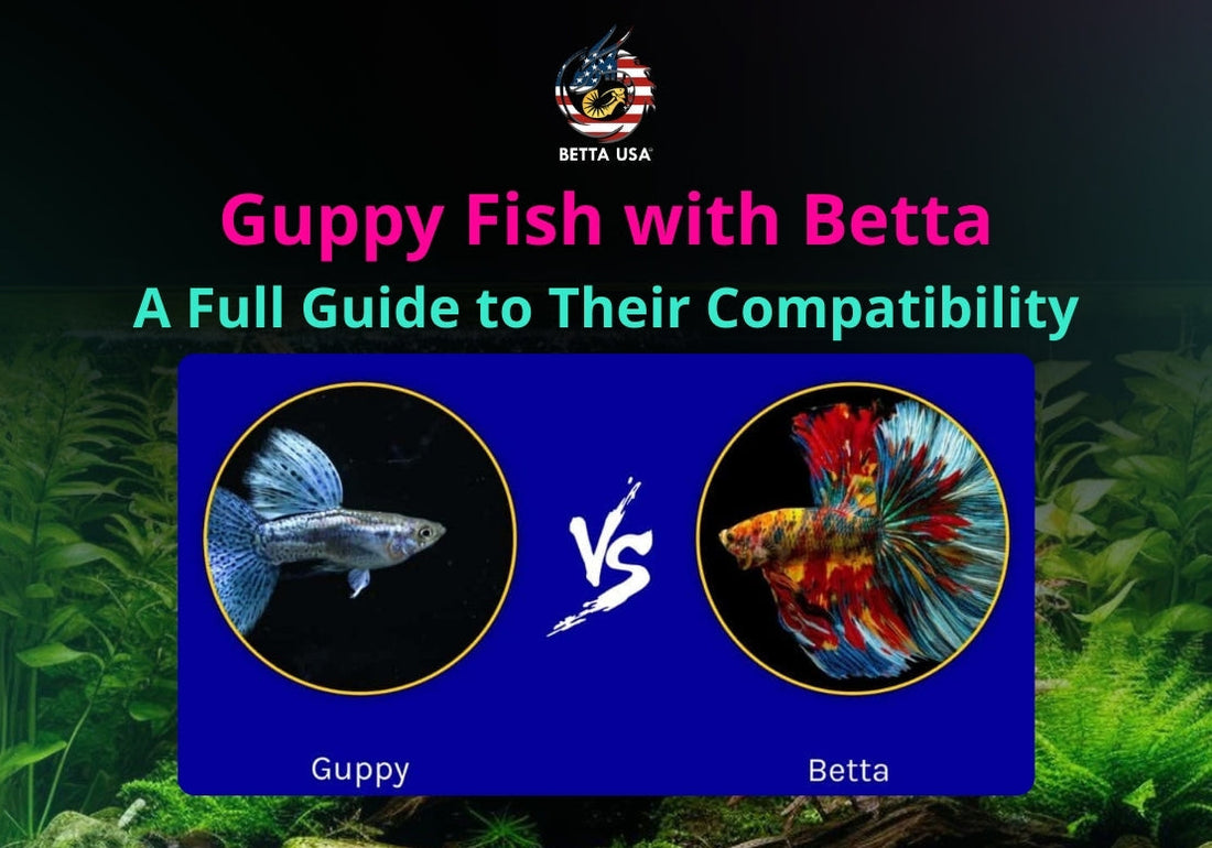 Frequently Asked Questions of betta vs guppy fish