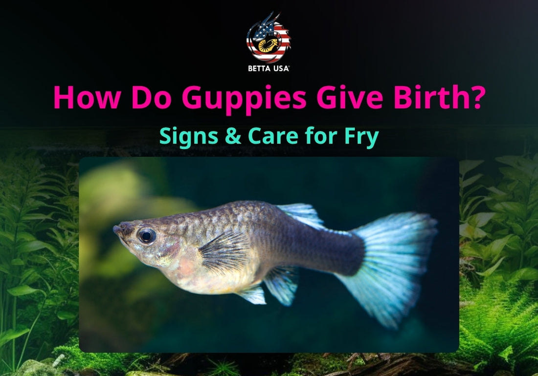 How Do Guppies Give Birth? Signs & Care for Fry