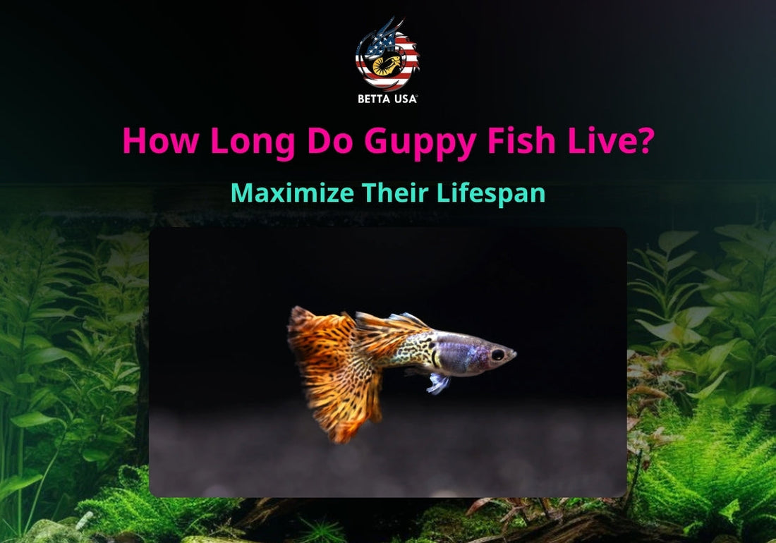 How Long Do Guppy Fish Live? Maximize Their Lifespan