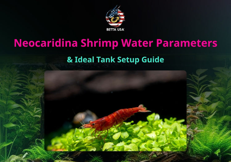 Neocaridina Shrimp Water Parameters & Ideal Tank Setup Guide Betta