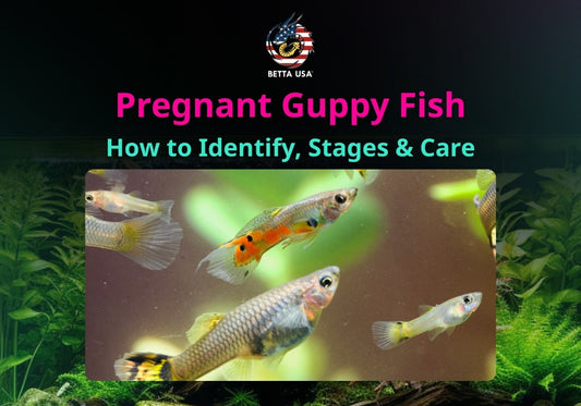 Pregnant Guppy Fish: How to Identify, Stages & Care