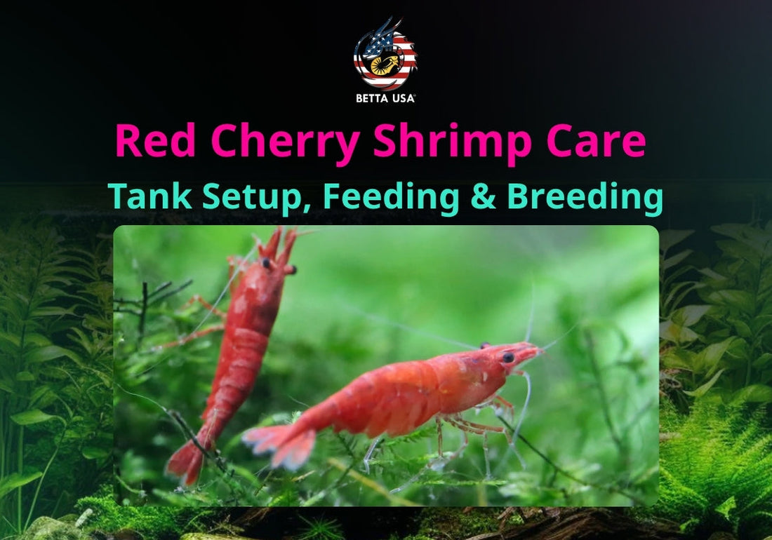 Red Cherry Shrimp Care Guide: Tank Setup, Feeding & Breeding